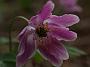 Anemone nemorosa Fruehlingsfest5